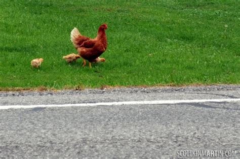 Chicken road casino, juego chicken road